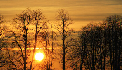 Naklejka premium Sunset in the bald winter forest.