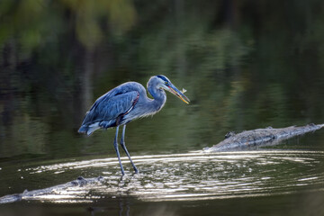 Beautiful Great Blue Heron Standing in a green pond with a fish in its mouth