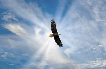 Poster Majestic Bald Eagle Flying in the Clouds with sunrays © flownaksala