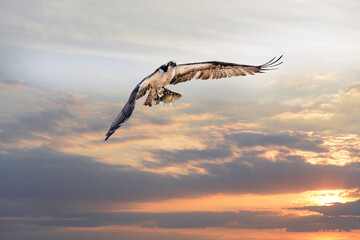 Osprey Flying with Fish in Talons at Sunset
