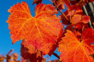 Herbst Weinberge Rotenberg farben weinanbau