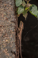 Lizard with green leaf