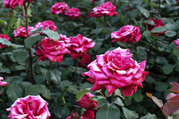 Alley of red roses in the Park