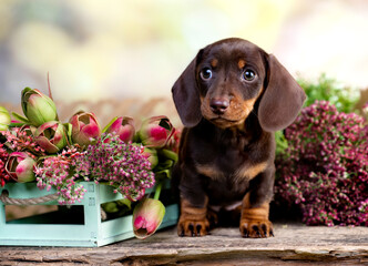 dog dachshund brovn and tan color portrait sitting retro  background