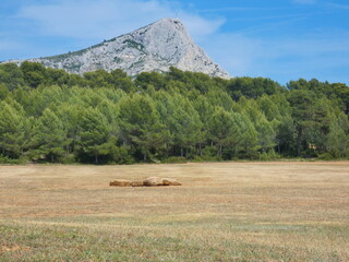 Magnificent landscape in Provence near Aix en Provence under a blue sky with this open field, the...
