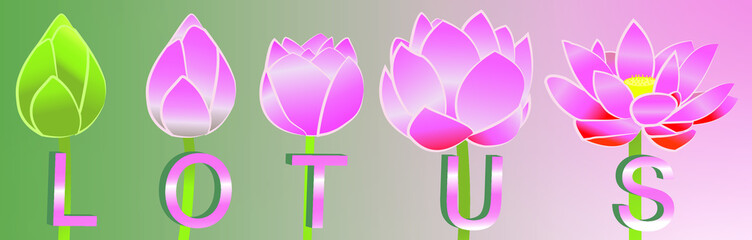 Pink lotus flower from bud until blooming, green to pink gradient background, symbol of Buddhism.flat vector illustration