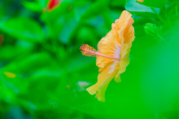 Single orange hibiscus flower background.