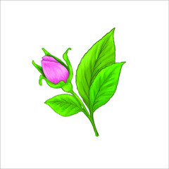 Fototapeta premium Hand drawn watercolour effect roses, buds and leaves isolated. Pink vector bud of rose on white background.