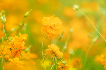 Yellow cosmos flowers  blooming in the garden for background,Beautiful flower in field.