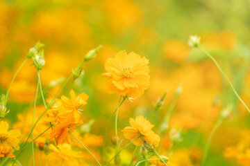 Yellow cosmos flowers  blooming in the garden for background,Beautiful flower in field.