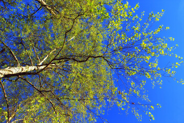 Intensive green leaves in early spring.