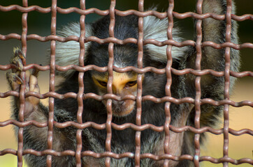 Little a Monkey in a Cage 