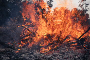 Bush fire. Heaps of branches and vegetation burning with bright flames.