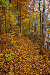 Pathway through a autumn forest
