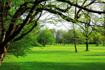 Fototapeta na wymiar Spring to summer vivid green park.