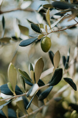 Olivenbaum Italien