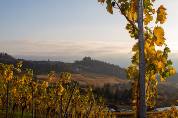 Naklejka premium Weinberge mit ausblick auf Stuttgart Rotenberg die Grabkapelle im Herbst