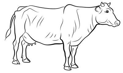 In the animal world. Image of a cow. Black and white drawing, coloring.