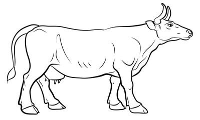 In the animal world. Image of a cow. Black and white drawing, coloring.