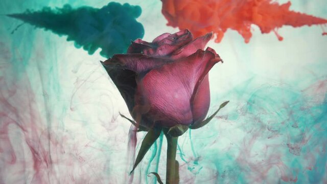 Blue and red paints injecting from syringes and spreading around blooming rose under water against white background closeup