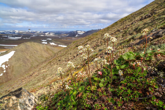 Saxifrage flowers on a mountain slope (Saxifraga nelsoniana). Wild flowers growing in the Arctic. Tundra plants. Wildflowers of the polar region. Northern nature of Chukotka and Siberia. Russia.