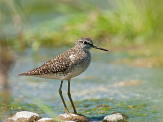 Bosruiter; Wood Sandpiper; Tringa glareola