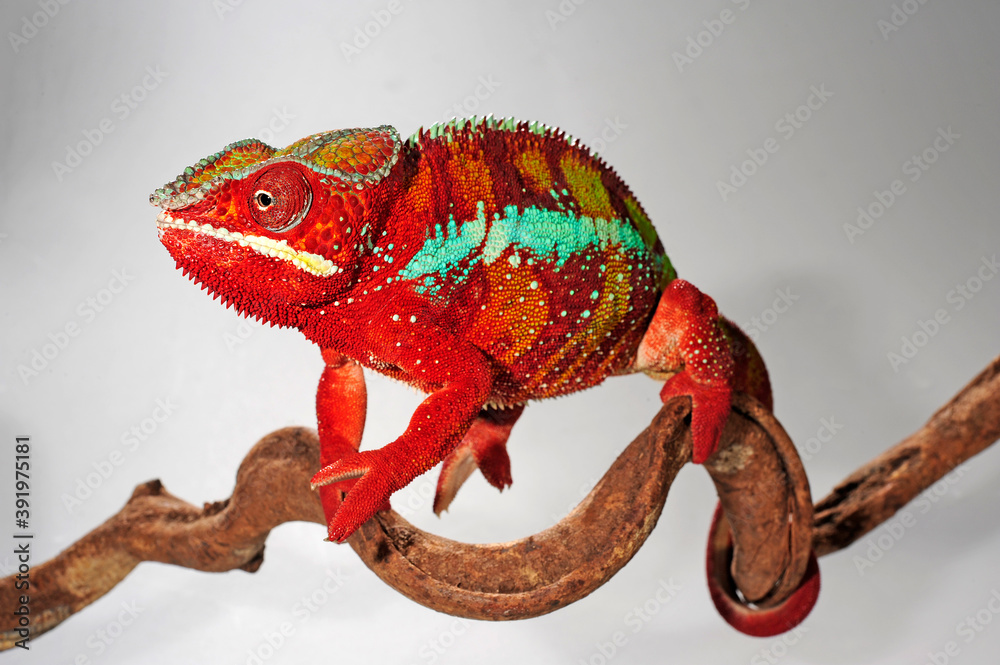 Wall mural Panther chameleon // Pantherchamäleon (Furcifer pardalis) 