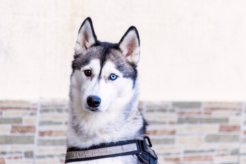 Unusual eye heterochromia. Different eyes have Siberian  Husky. Eyes of different colors.