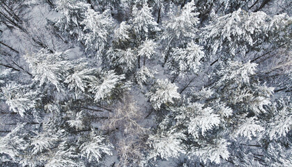 Aerial photography from a drone. Beautiful winter snowy forest. The wind sways the branches