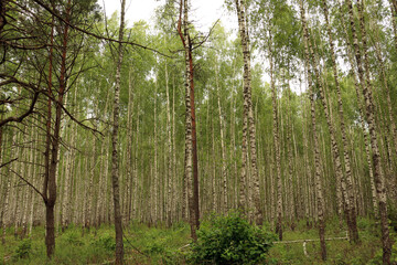 Fototapeta premium Birches. Birch forest on a summer day.