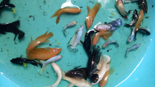 fish in aquarium