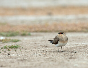 Vorkstaartplevier, Collared Pratincole, Glareola pratincola