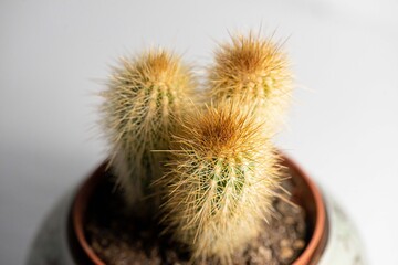 Cactus in a Jar