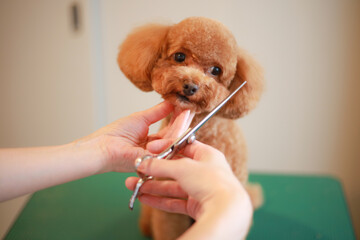 小型犬のトリミング