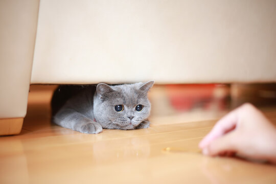 ブリティッシュショートヘア Images Browse 365 Stock Photos Vectors And Video Adobe Stock