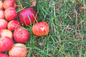 Many ripe red crab apples lie on the grass, and one Apple has a heart carved into it.