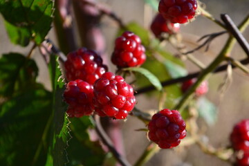 unripe blackberries