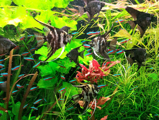Fish and aquatic plants in the home aquarium
