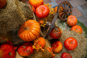 pumpkins as a decor for a photo