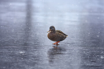 wintering birds / bird flock, winter lake, wild birds on winter lake, seasonal, migratory ducks