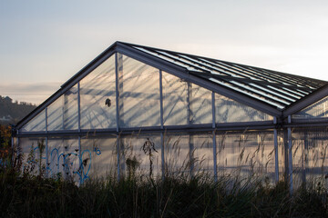Fototapeta premium Gewächshaus mit schönem Licht 