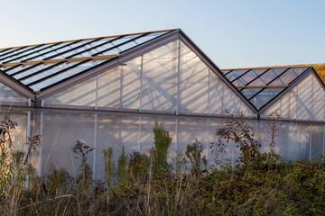 Obraz premium Gewächshaus mit schönem Licht 