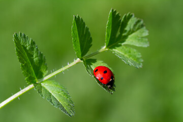 Ladybug on grass macro close up