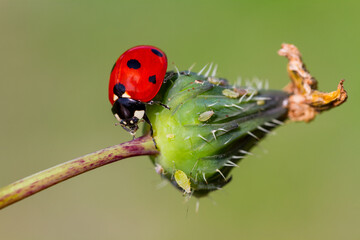 Ladybug on grass macro close up