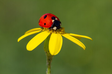 Ladybug on grass macro close up