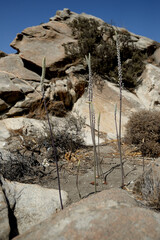 Drimia numidica is on the Kolimbithres beach.