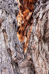 Closeup fragments of old rotten trunk of willow tree. Abstract from the tree trunk