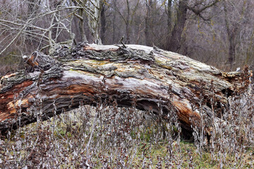 Fallen willow trunk at autumn forest