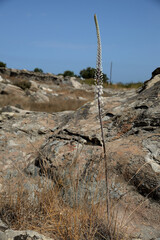 Drimia numidica is on the Kolimbithres beach.
