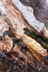 Closeup fragments of old trunk of willow tree